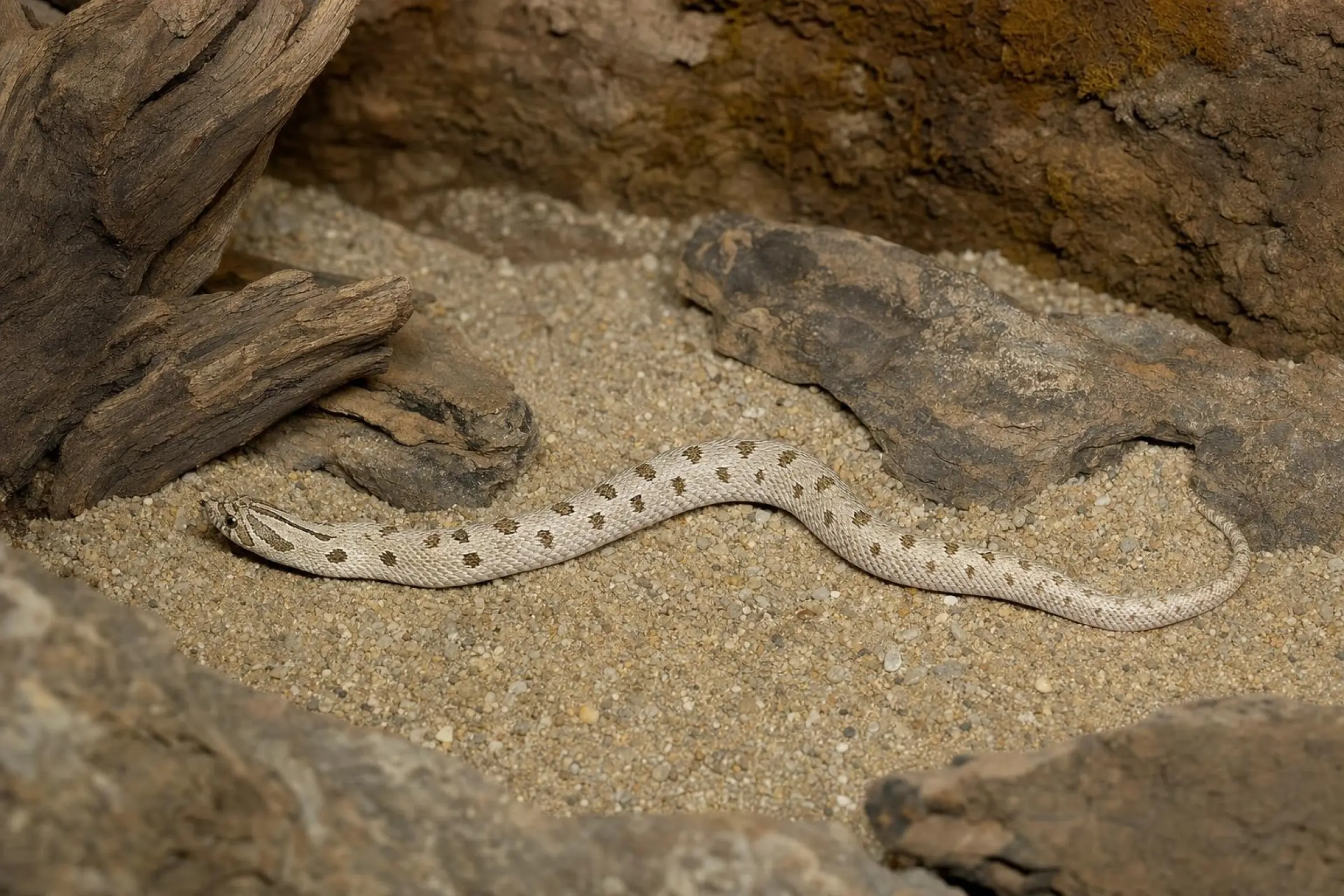 Westliche Hakennasennatter „Arctic Conda Stripe“, Heterodon nasicus