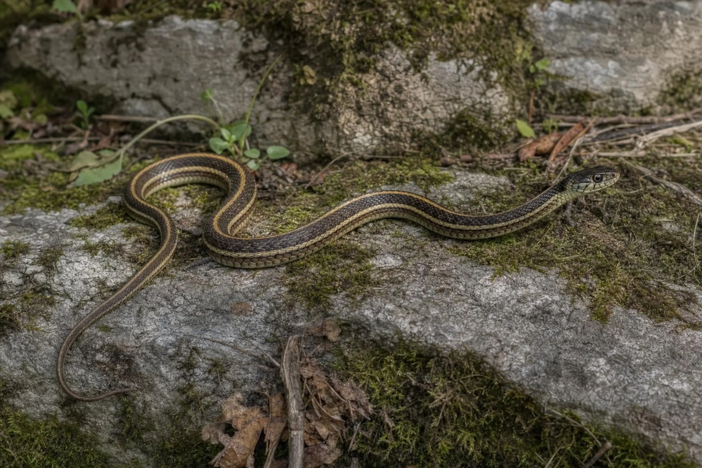 Mexikanische Strumpfbandnatter, Thamnophis eques diluvialis