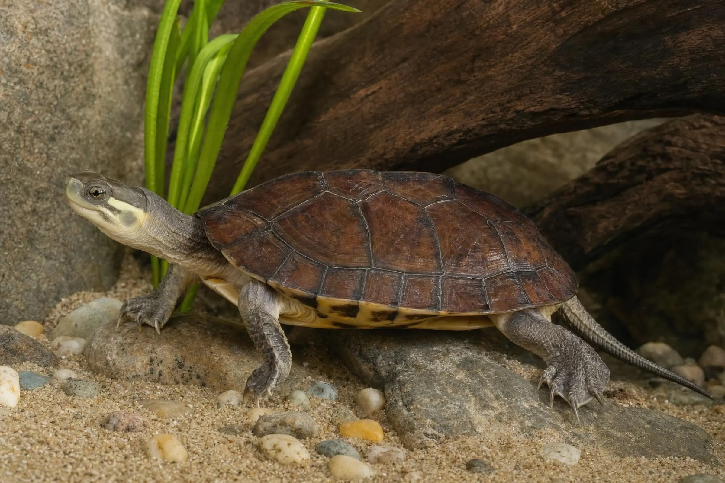 Ryukyu-Gelbe Sumpfschildkröte, Mauremys mutica kami