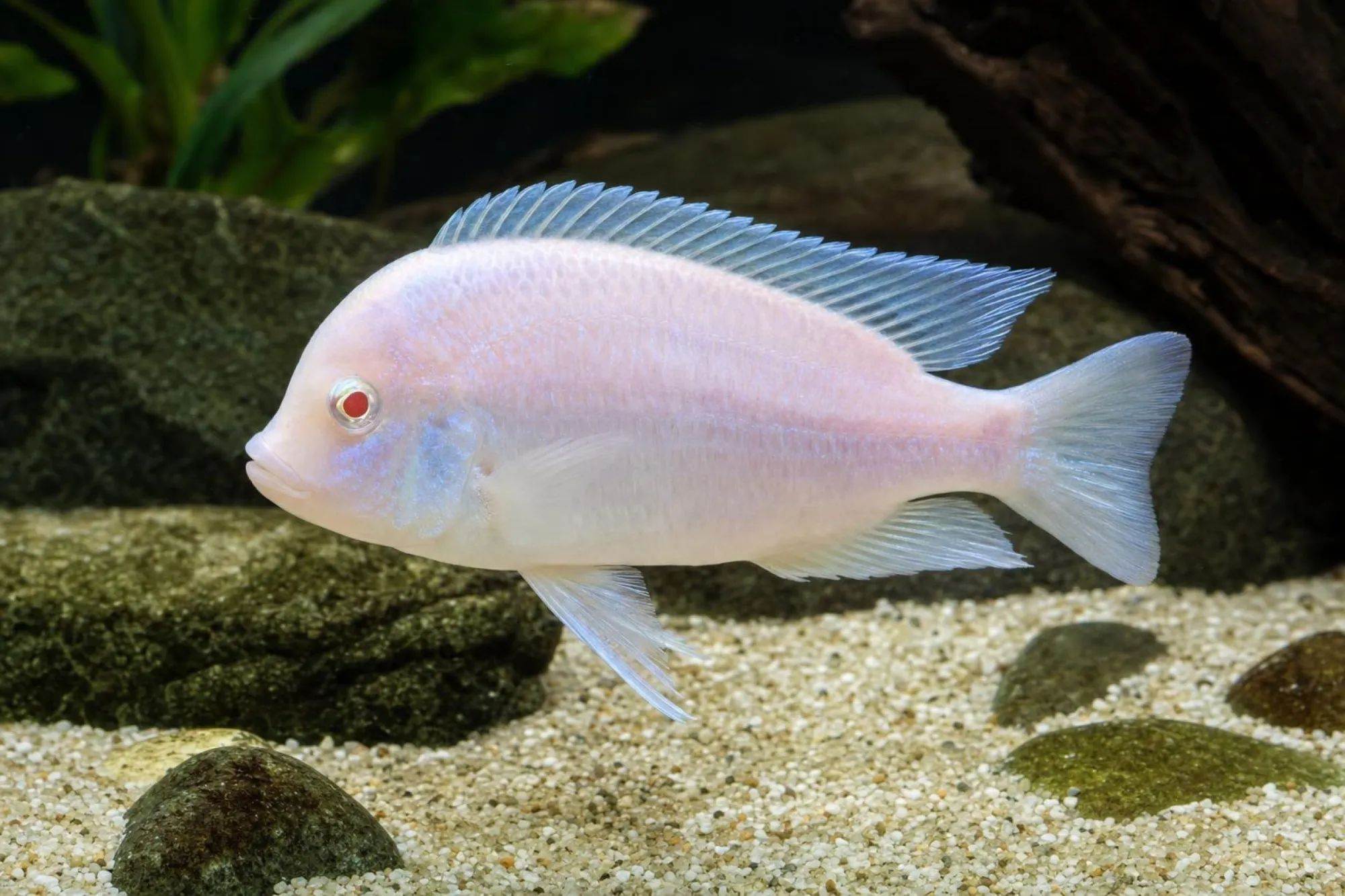 Albino-Delfinbuntbarsch, Cyrtocara moorii