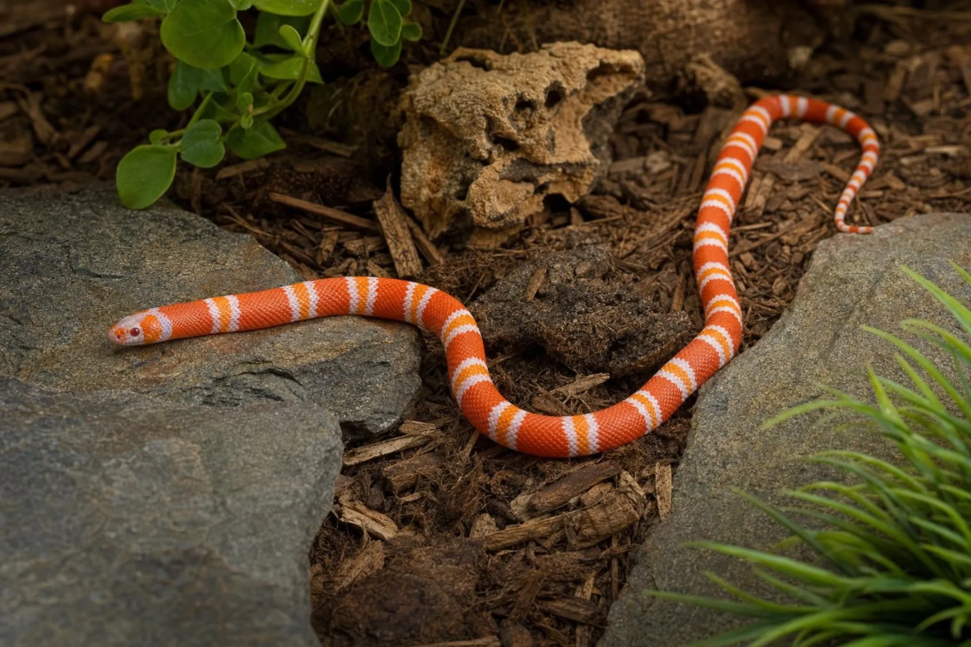Honduras-Milchschlange „Tangerine Albino“, Lampropeltis triangulum hondurensis