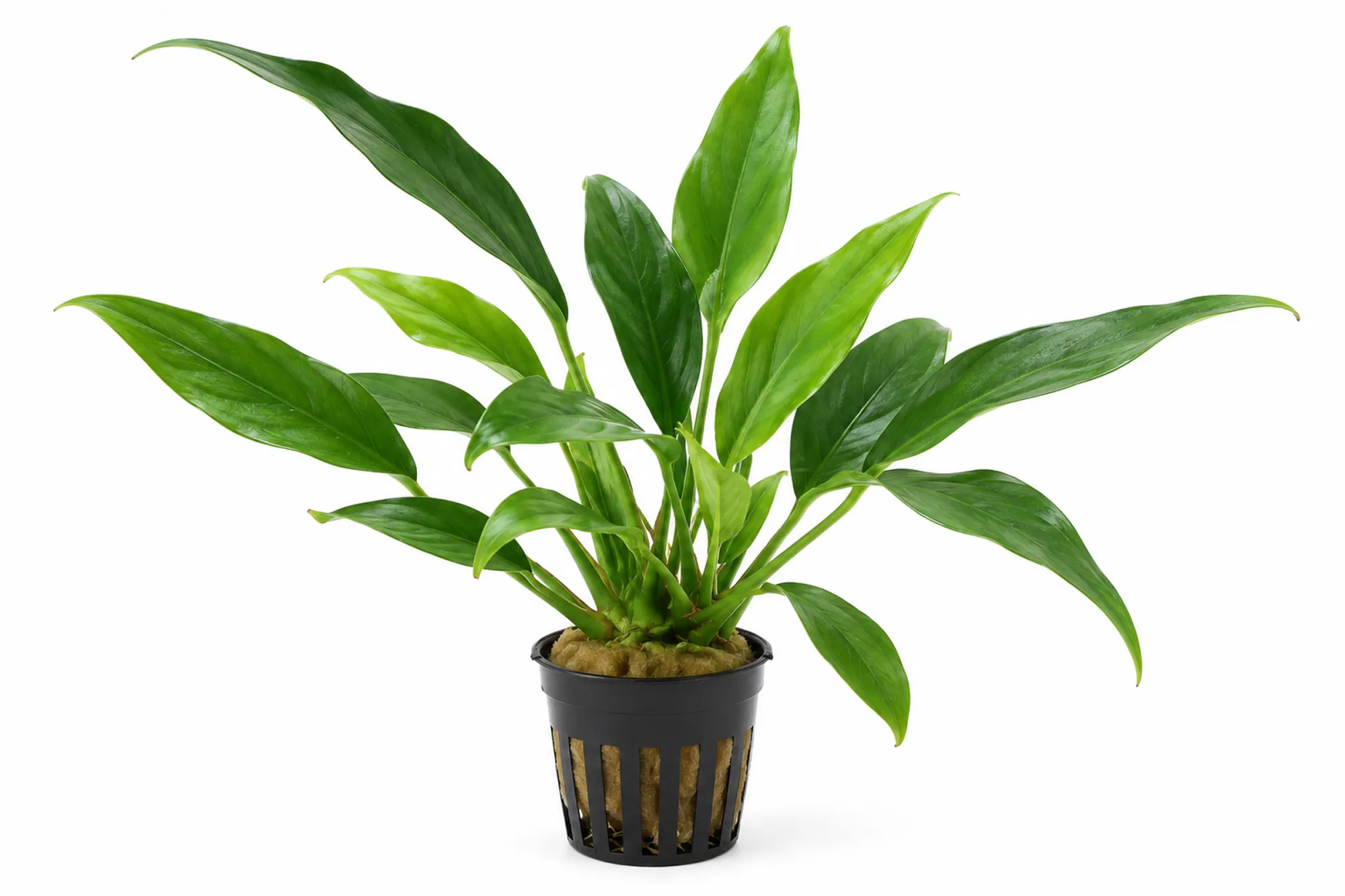 Kahles Speerblatt, Anubias barteri var. glabra, im Topf