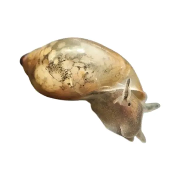Blasenschnecken