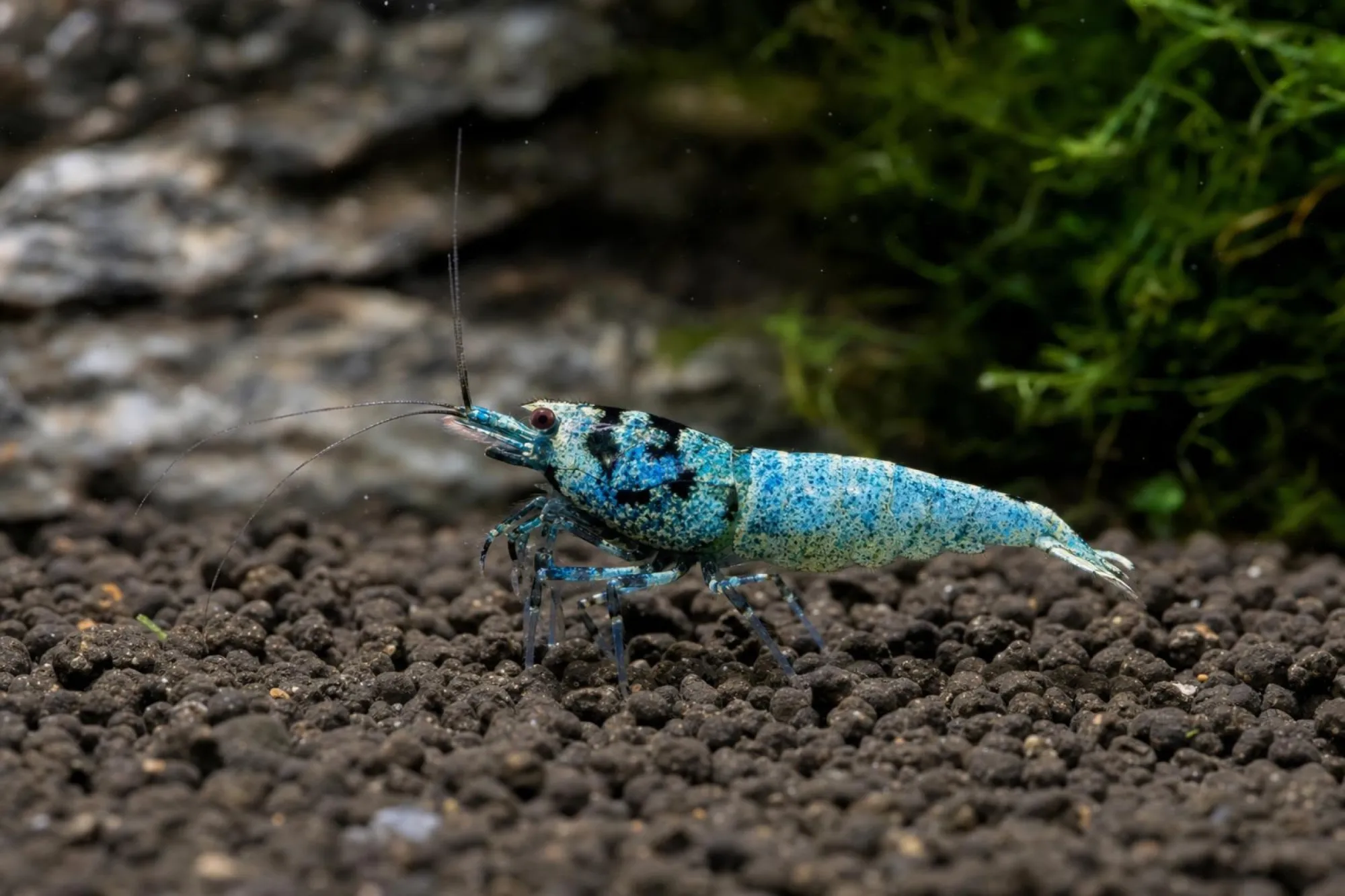 Rainbow-Zwerggarnele, Caridina sp.