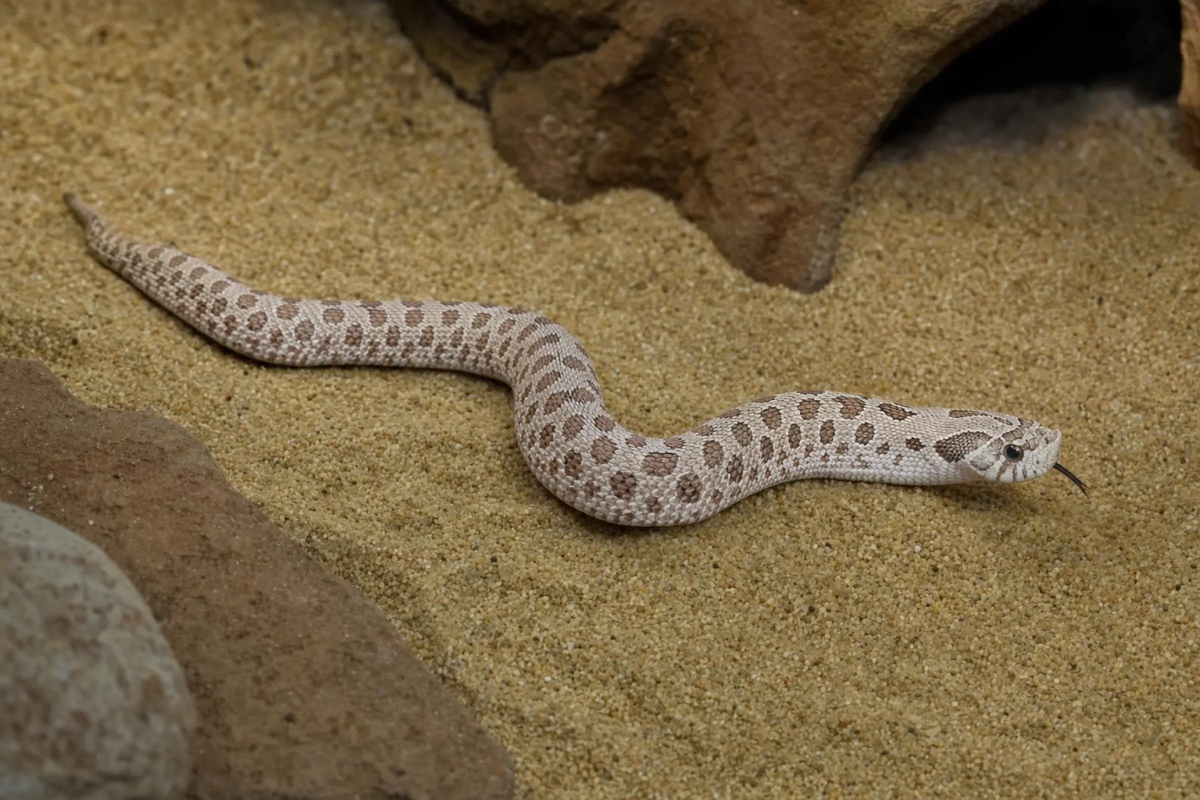 Westliche Hakennasennatter „Arctic Albino Conda NZmitte“, Heterodon nasicus
