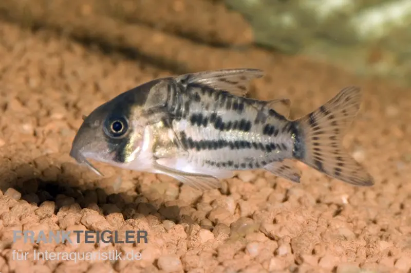 Schwartz’ Panzerwels, Hoplisoma schwartzi, ca. 4,0-6,0 cm