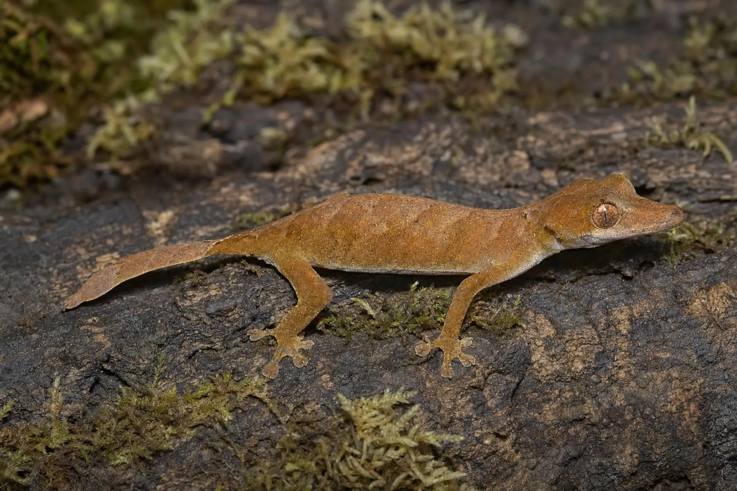 Pfeilschwanzgecko aus Nachzucht, Uroplatus ebenaui