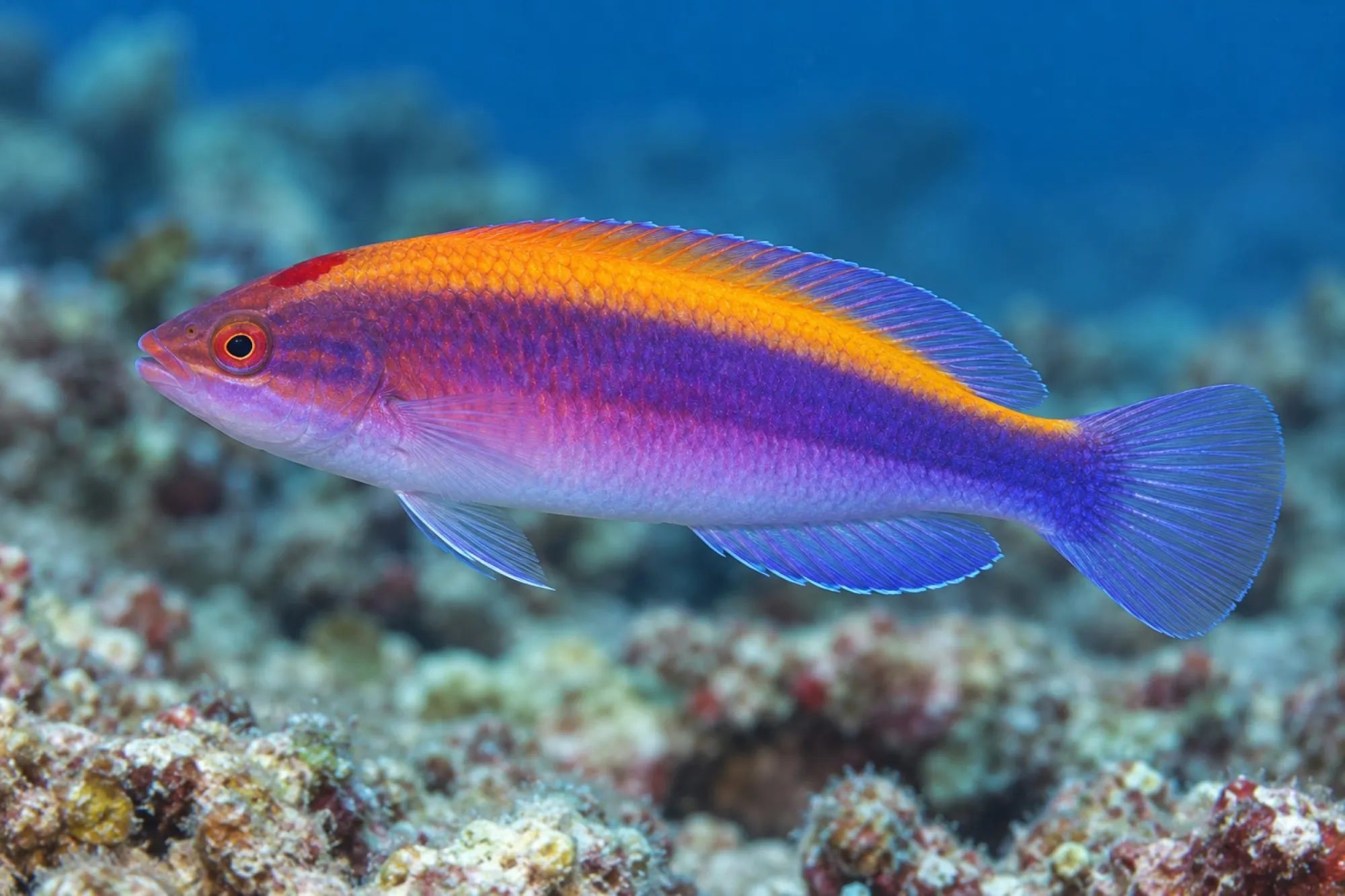 Orangerücken Zwerglippfisch, Cirrhilabrus aurantidorsalis