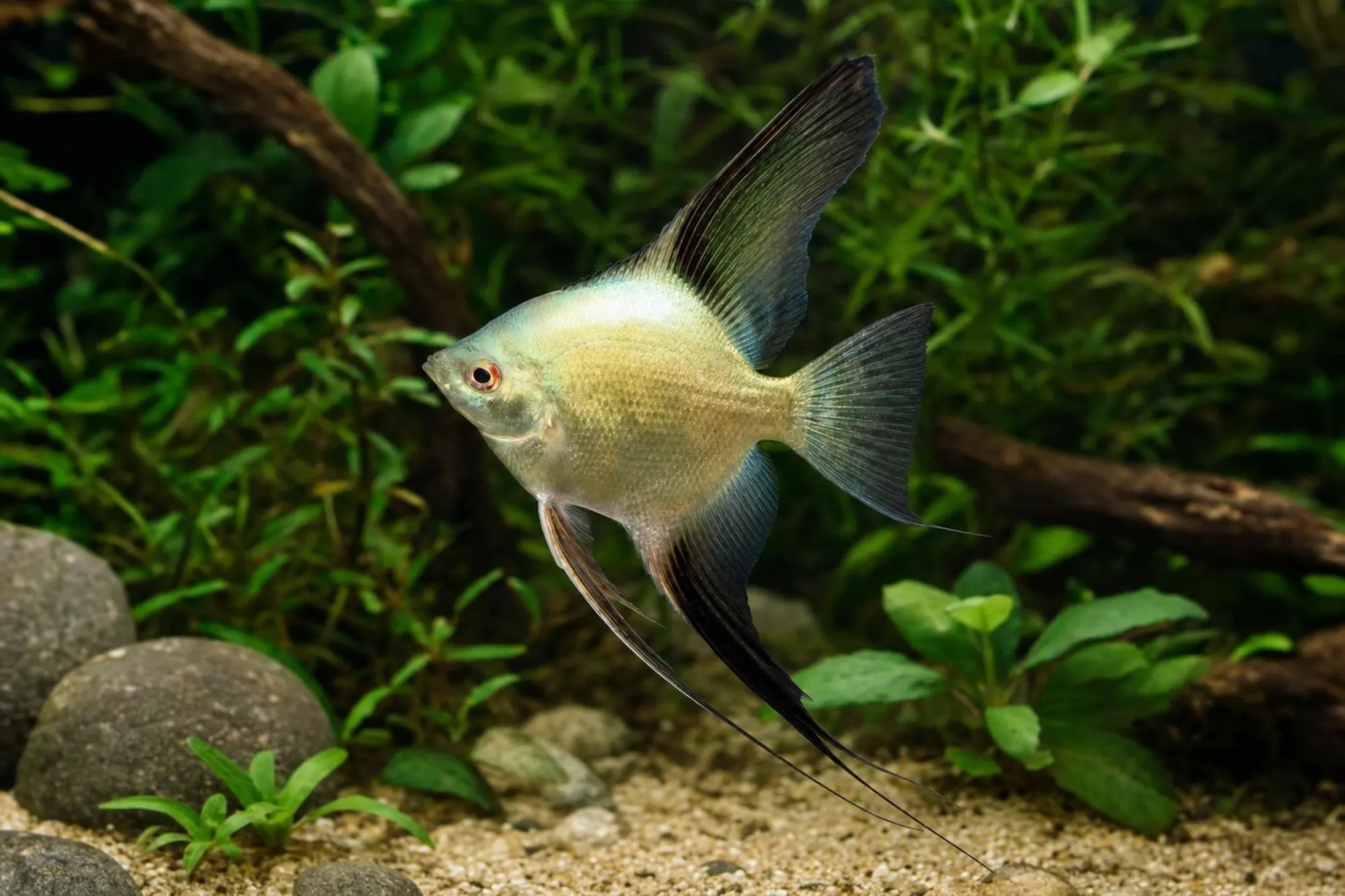 Skalar „Pinoy Gold Green“, Pterophyllum scalare