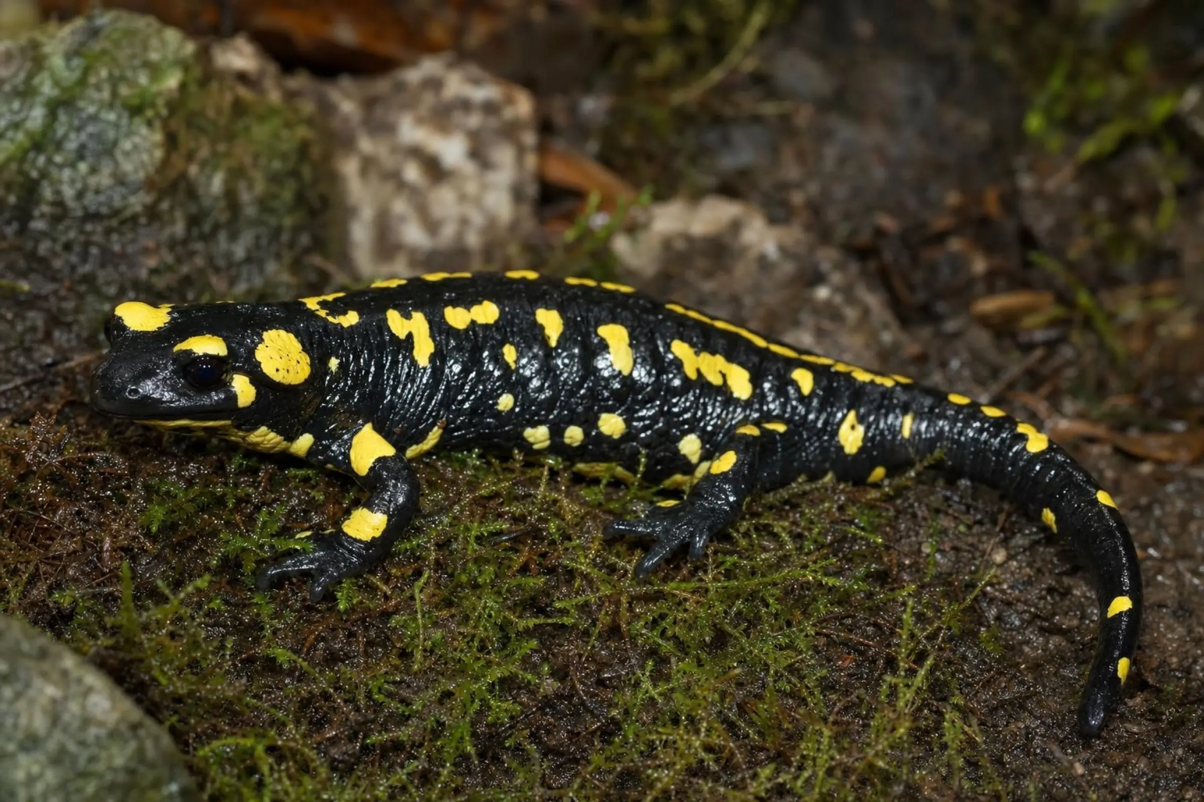 Südspanischer Feuersalamander, Salamandra s. longirostris