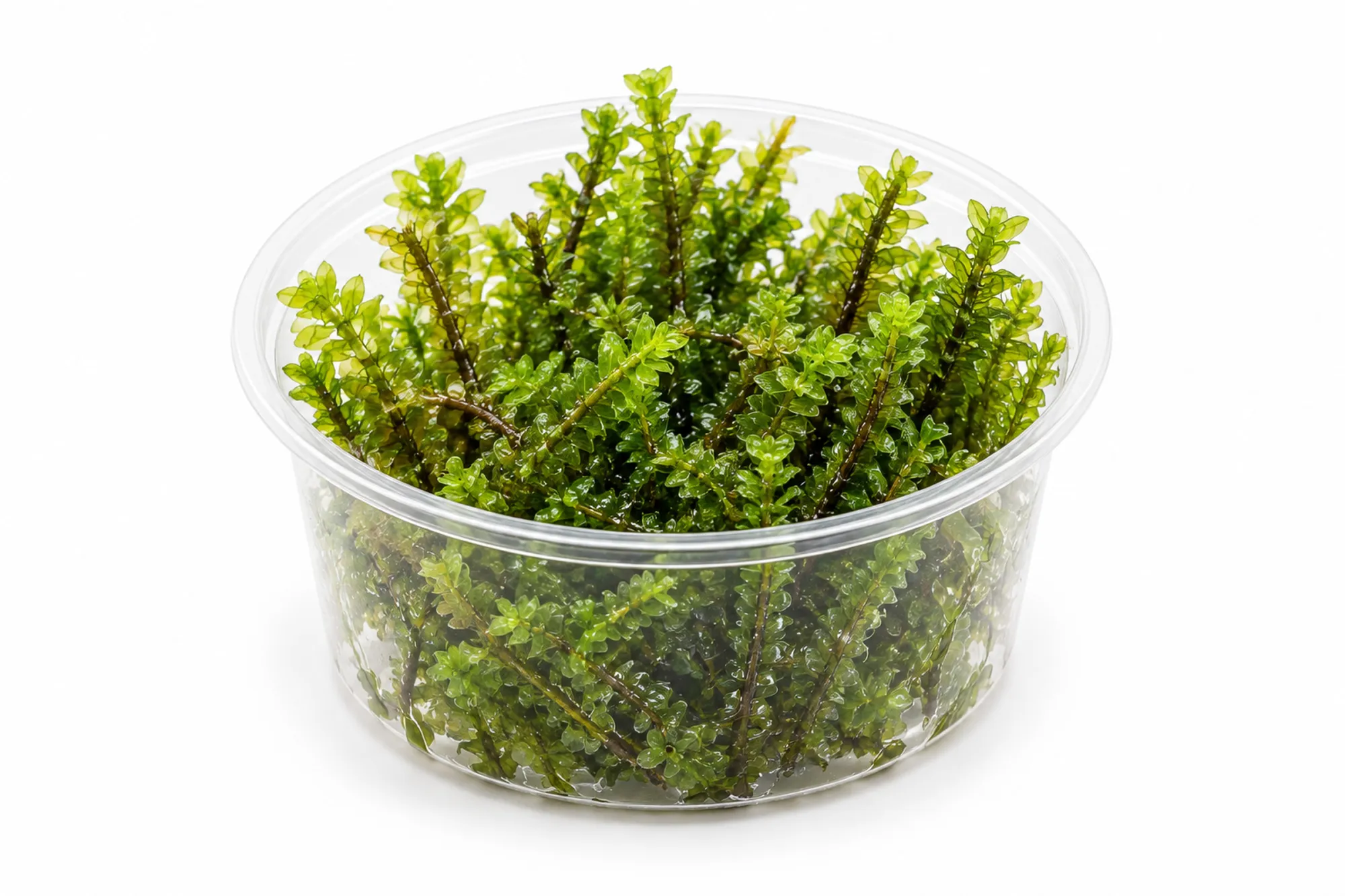Lose Portion Perlenmoos mit kleinen grünen Blättern im transparenten 250-ml-Becher vor weißem Hintergrund.
