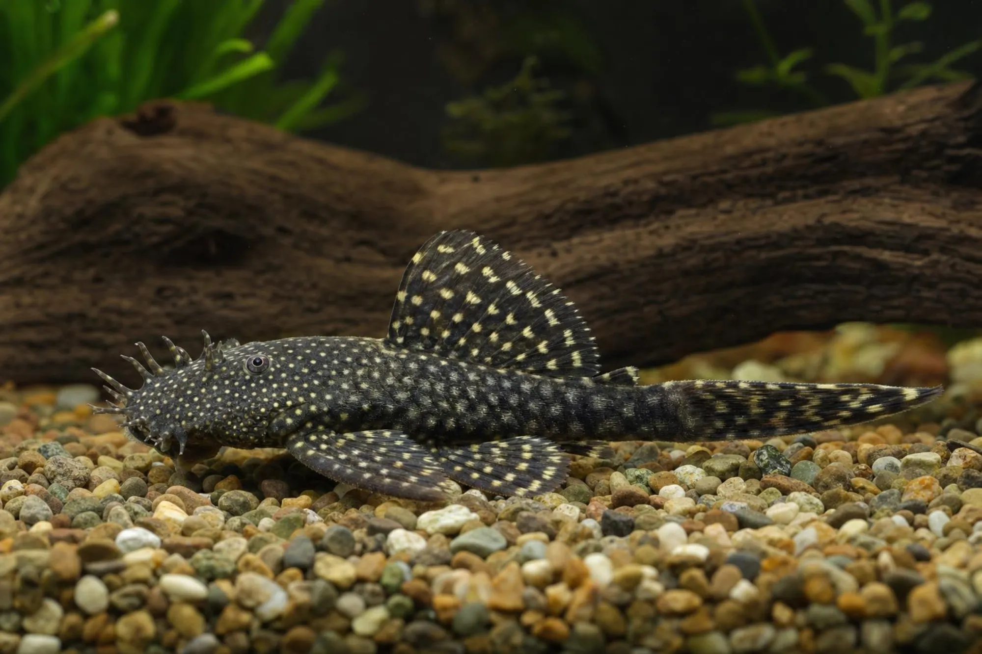 Antennenwels „Snow White Long Fin“, Ancistrus sp.