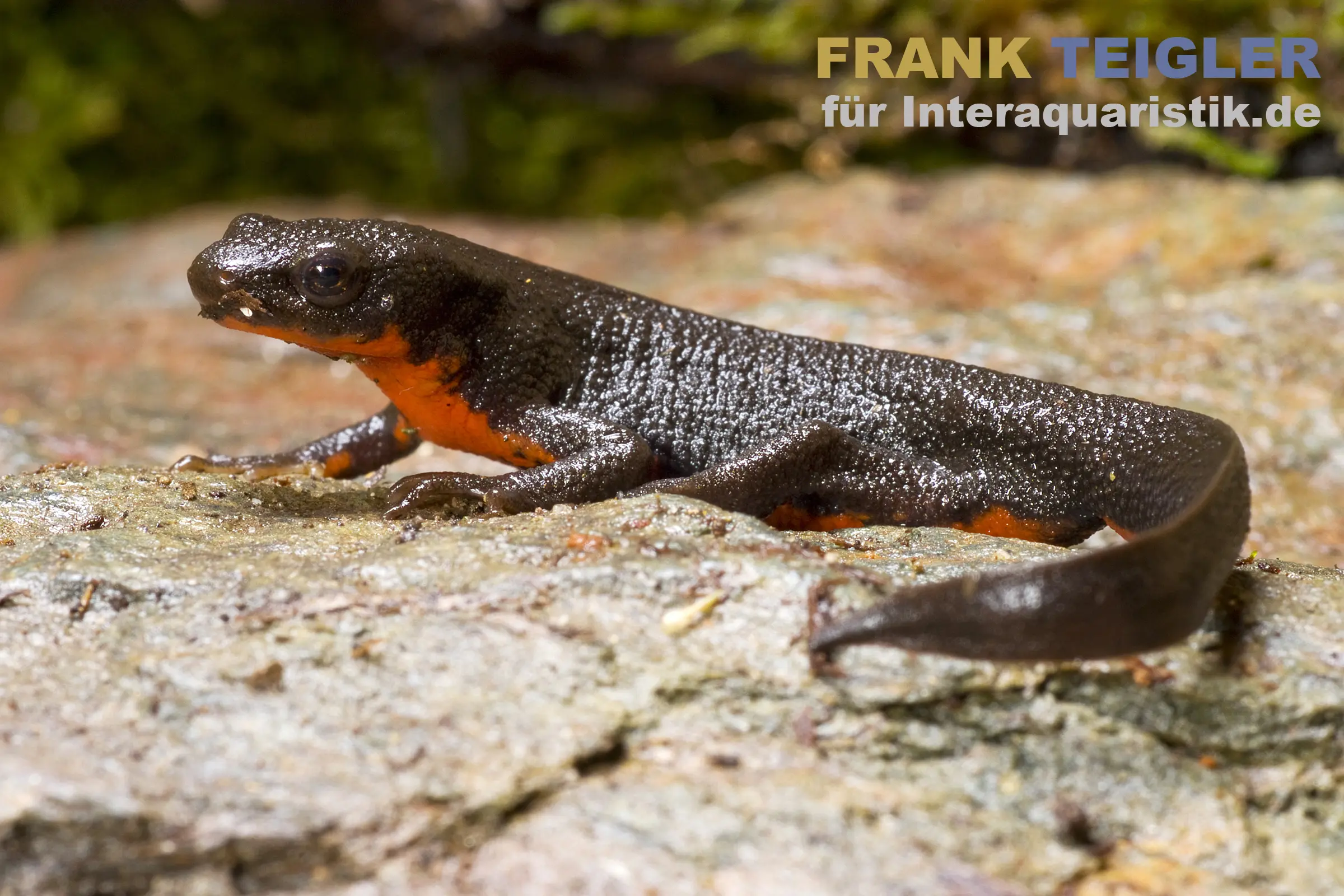 Japanischer Feuerbauchmolch, Cynops pyrrhogaster