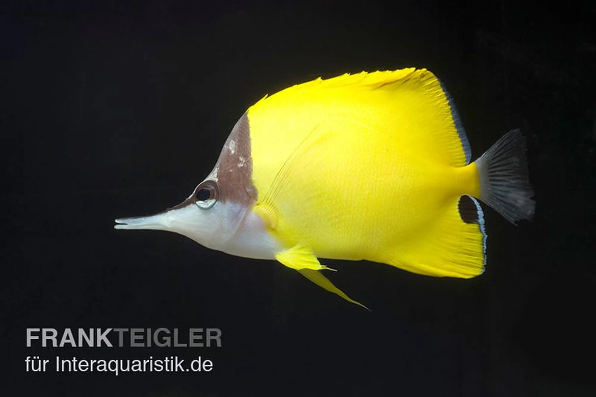 Gelber Pinzettfisch, Forcipiger flavissimus