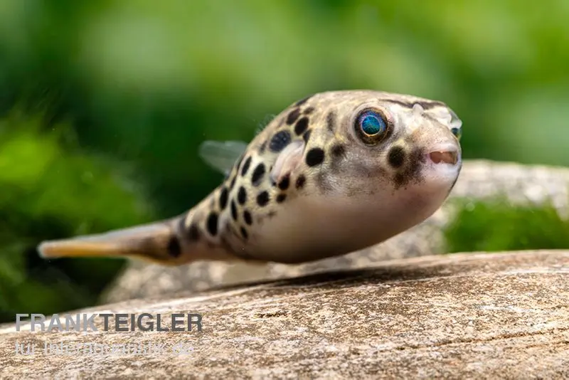 Leopardkugelfisch, Tetraodon schoutedeni, WF