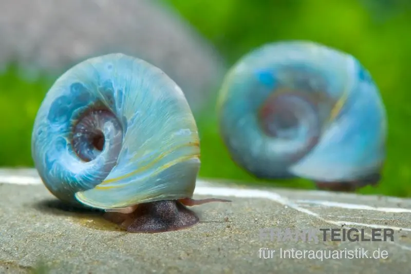 Kleine Posthornschnecke blau, Planorbella duryi var. Blau