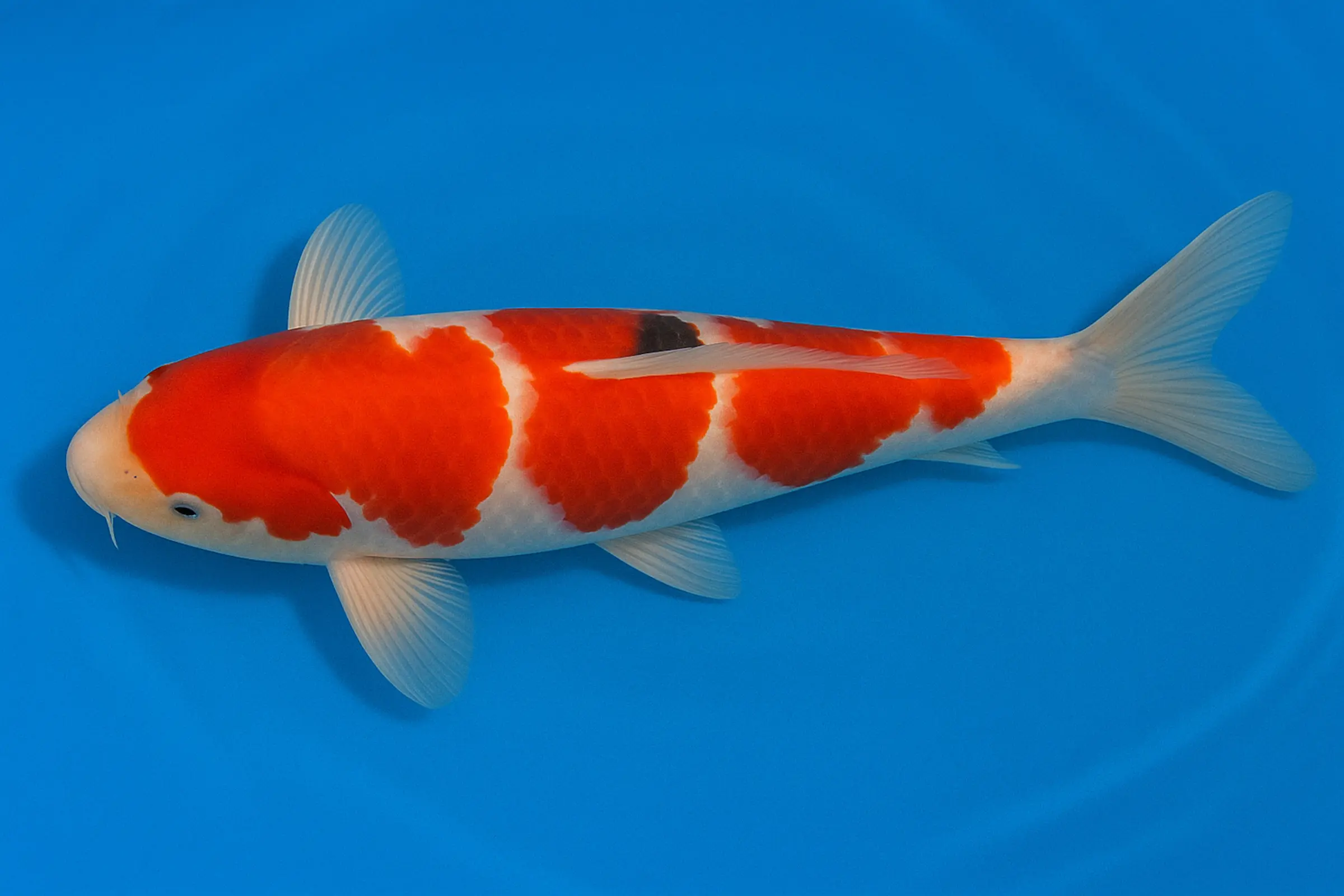Japan Koi Miyako Tosai Kohaku, Cyprinus carpio, 11-13 cm