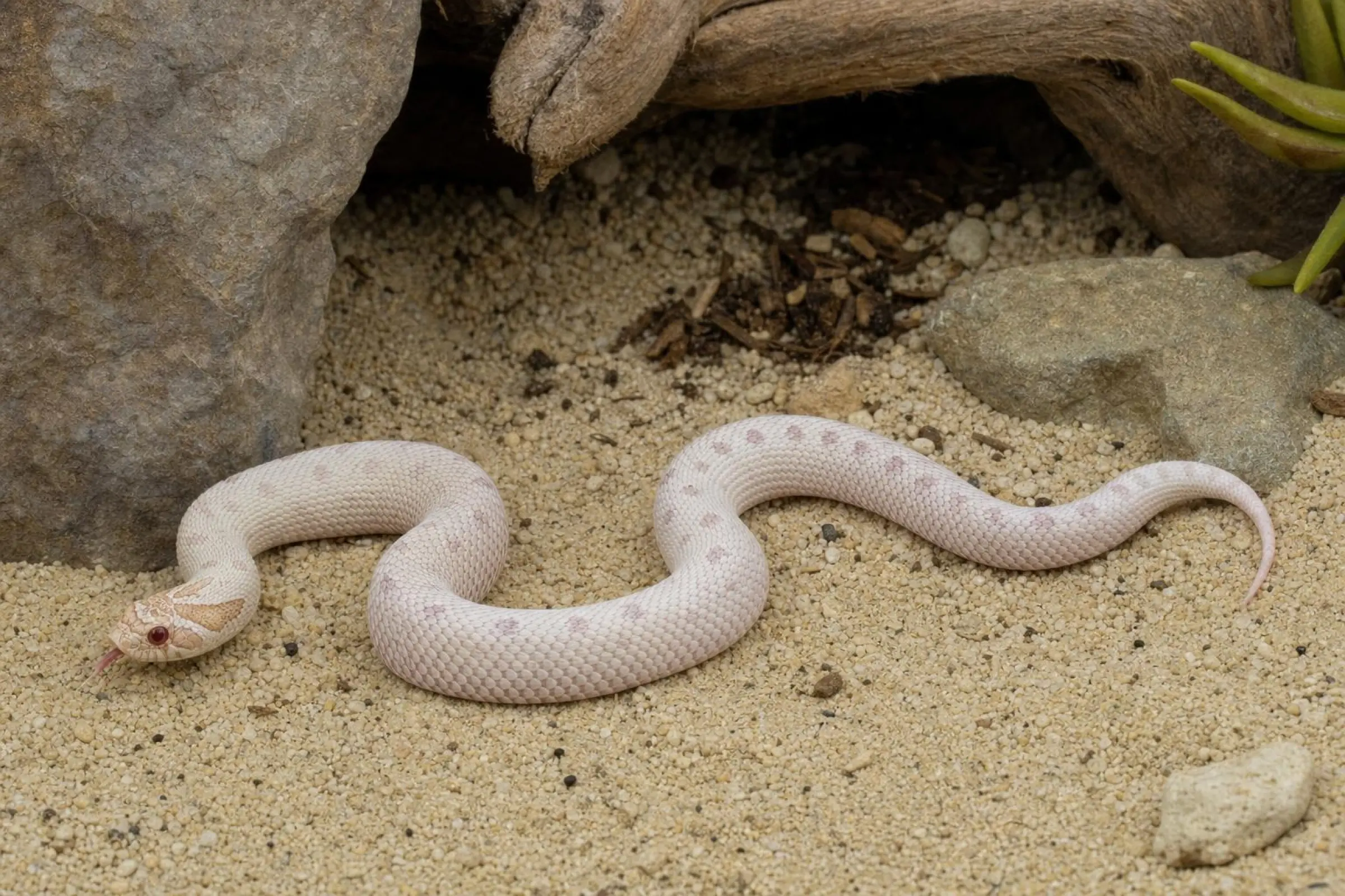 Westliche Hakennasennatter „Super Arctic Conda Albino“ – Nachzucht, Heterodon nasicus