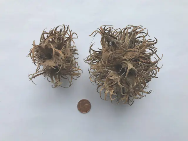 Hexennüsse groß, 2 Stück