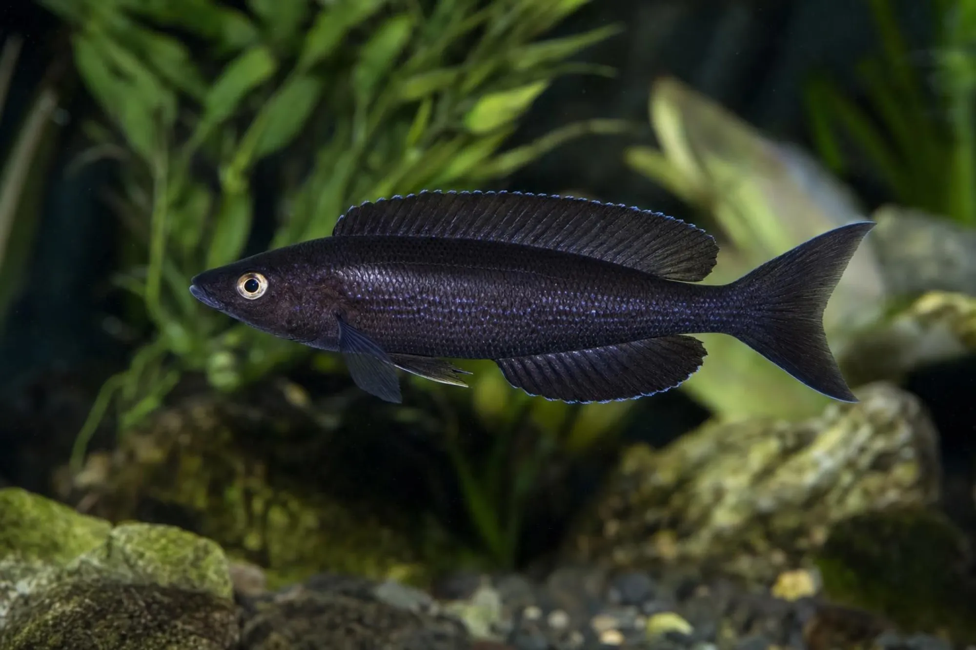 Kleinschuppiger Heringscichlide „Black“, Cyprichromis microlepidotus, ca. 4,0-5,0 cm
