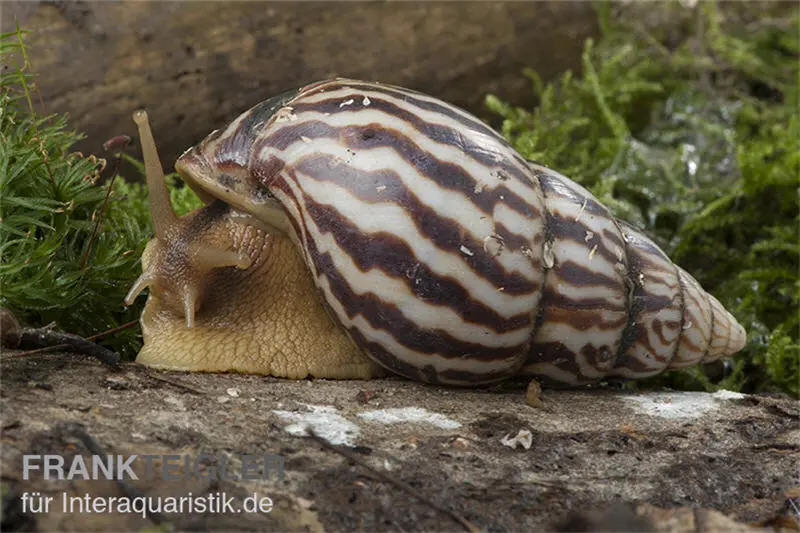 Flammende Hausschnecke, Limicolaria flammea 
