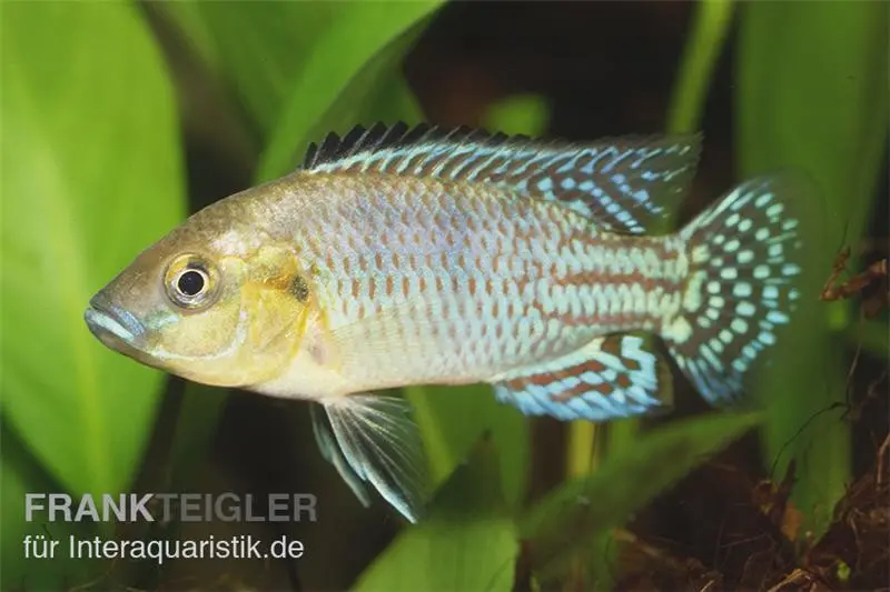Nichols Maulbrüter, Pseudocrenilabrus nicholsi, NZ, 3-4 cm