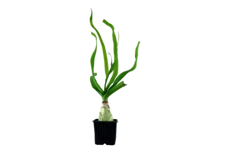 Thai-Lilie, Crinum thaianum, Knolle