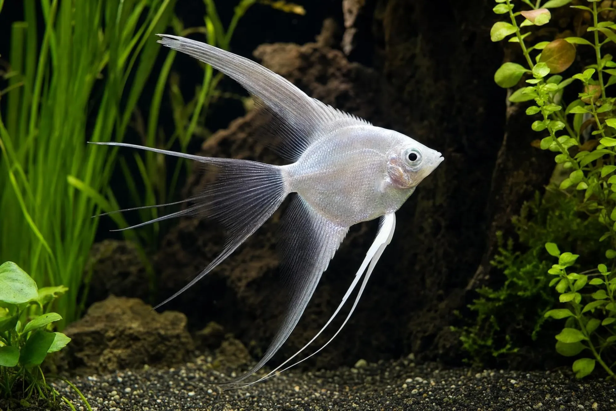 Silber-Schleierskalar, Pterophyllum scalare, ca. 3,0-4,0 cm