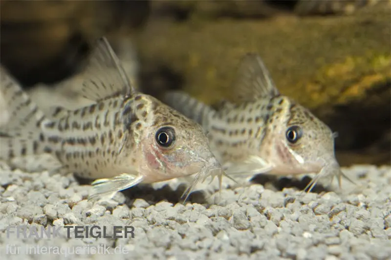 Silberstreifen-Panzerwels, Corydoras agassizi