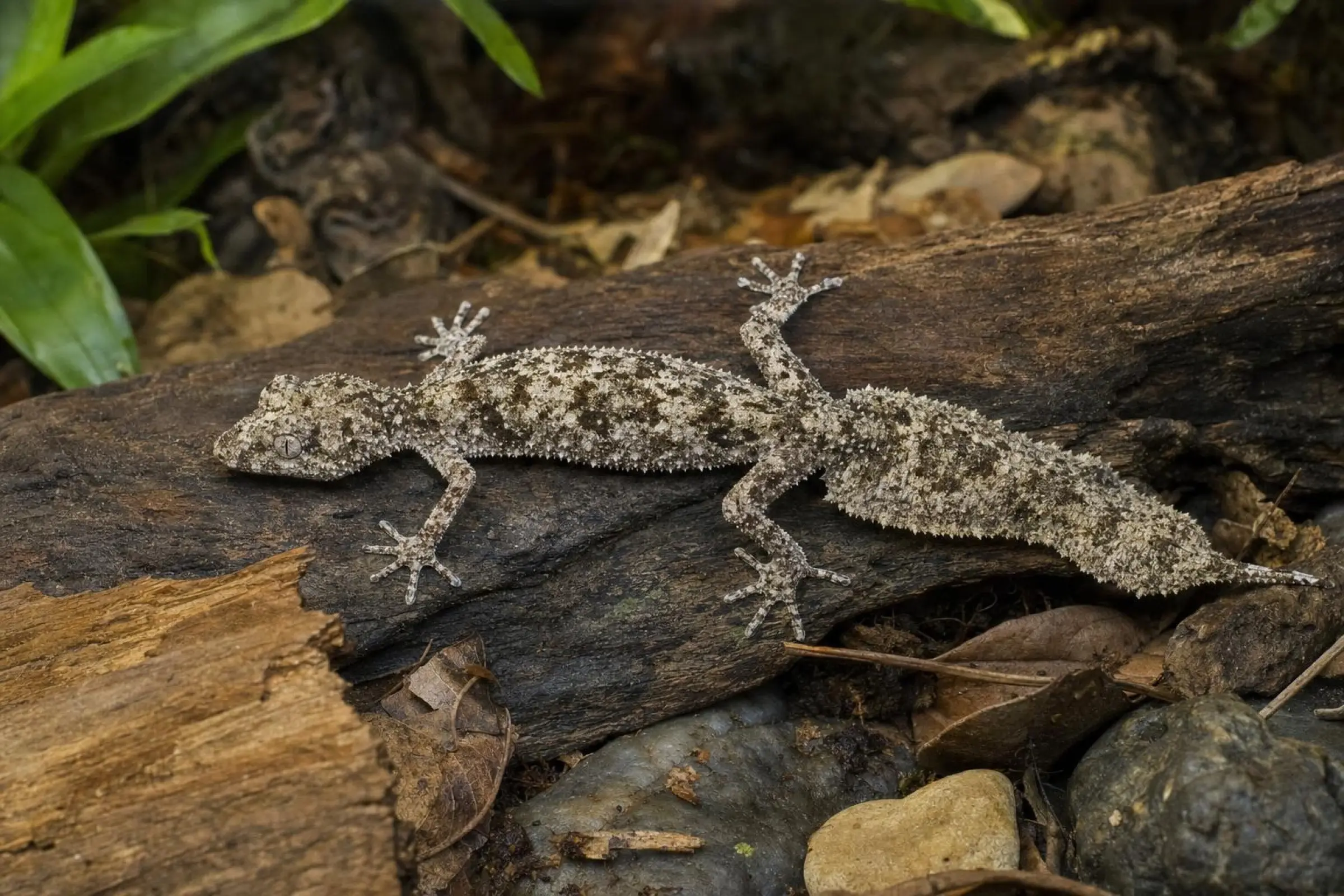 Mount-Elliot-Breitschwanzgecko, männliche Nachzucht, Phyllurus amnicola
