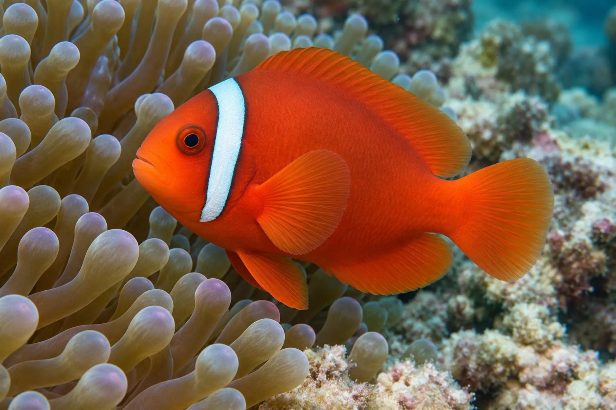 Weißbinden-Anemonenfisch Nachzucht, Amphiprion frenatus