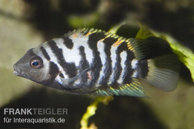Grünflossenbuntbarsch, Cichlasoma nigrofasciatum (Amatitlania nigrofasciata)