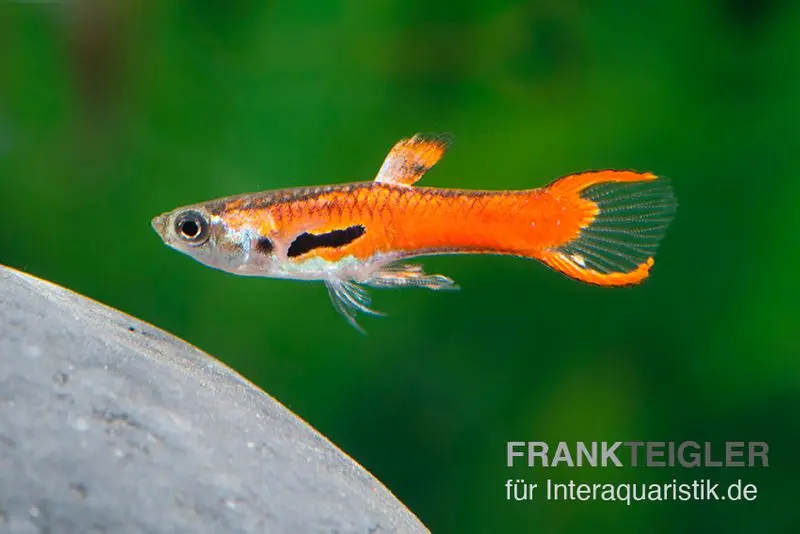 Endler Guppy Red Scarlet, Poecilia wingei, paarweise (Minifisch)