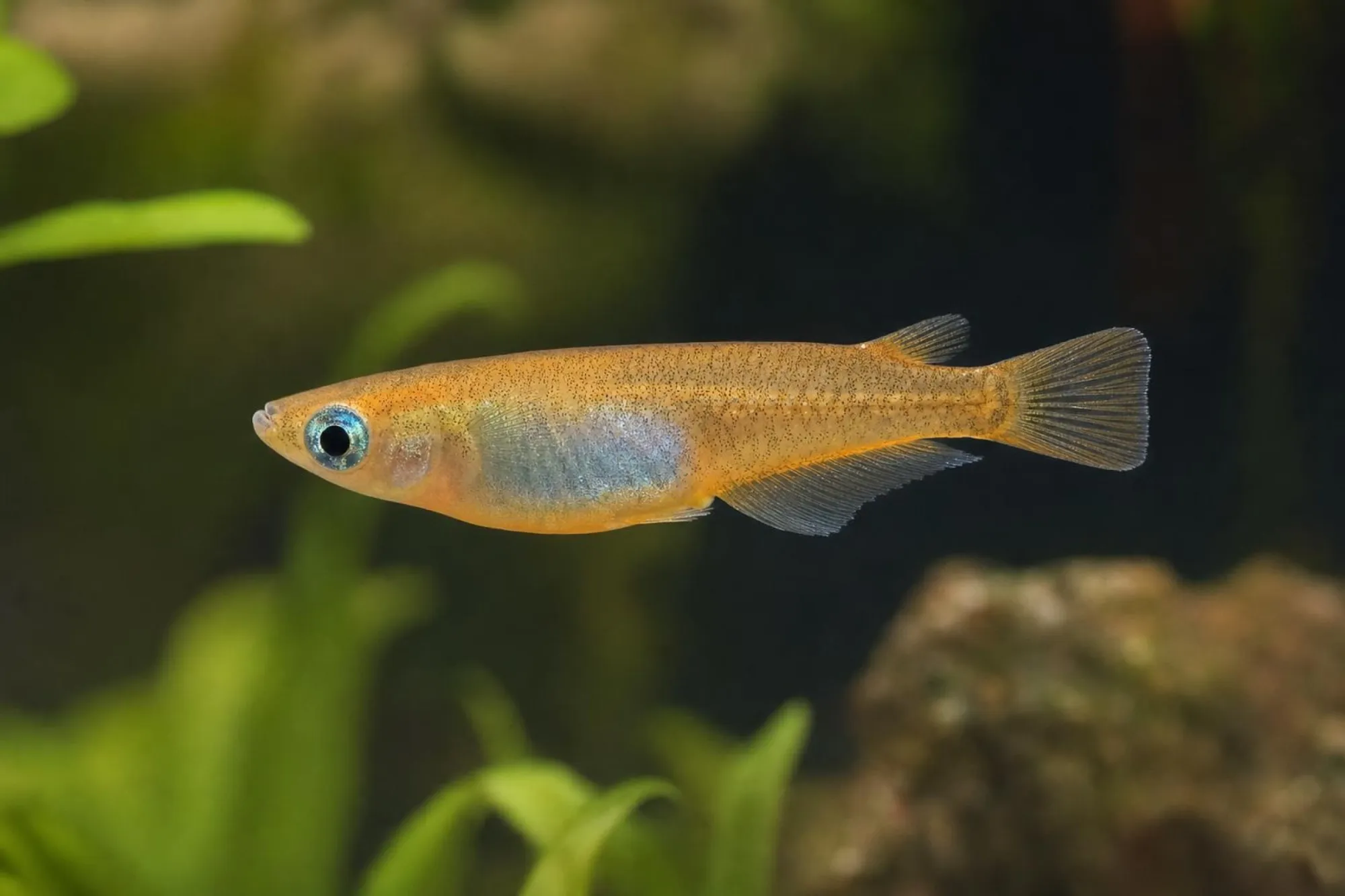 Medaka „Halfmoon Super Orange“, Oryzias latipes