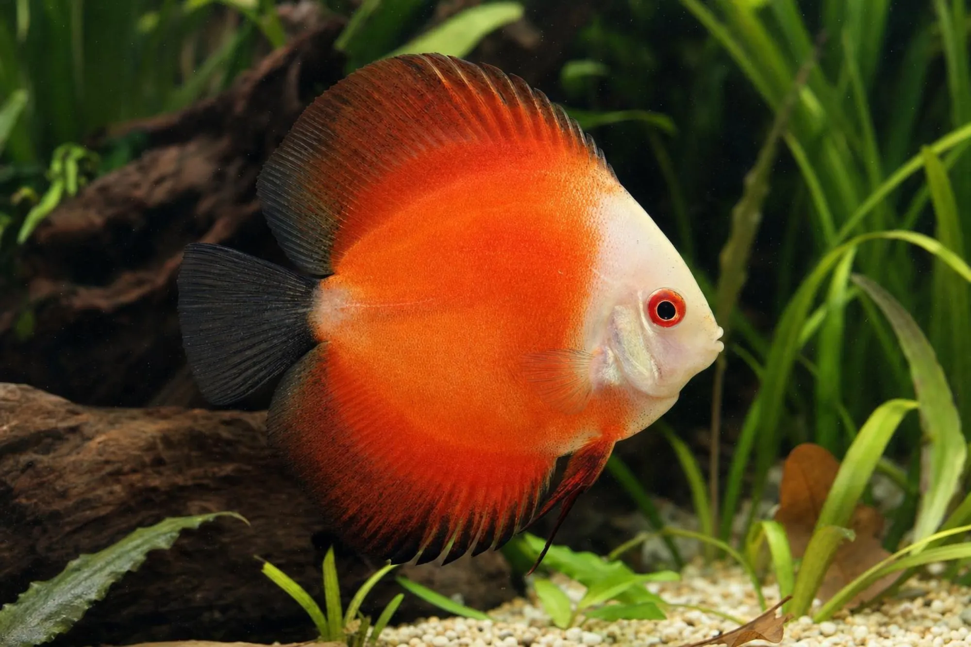 Marlboro-Red-Diskusfisch, Symphysodon aequifasciatus