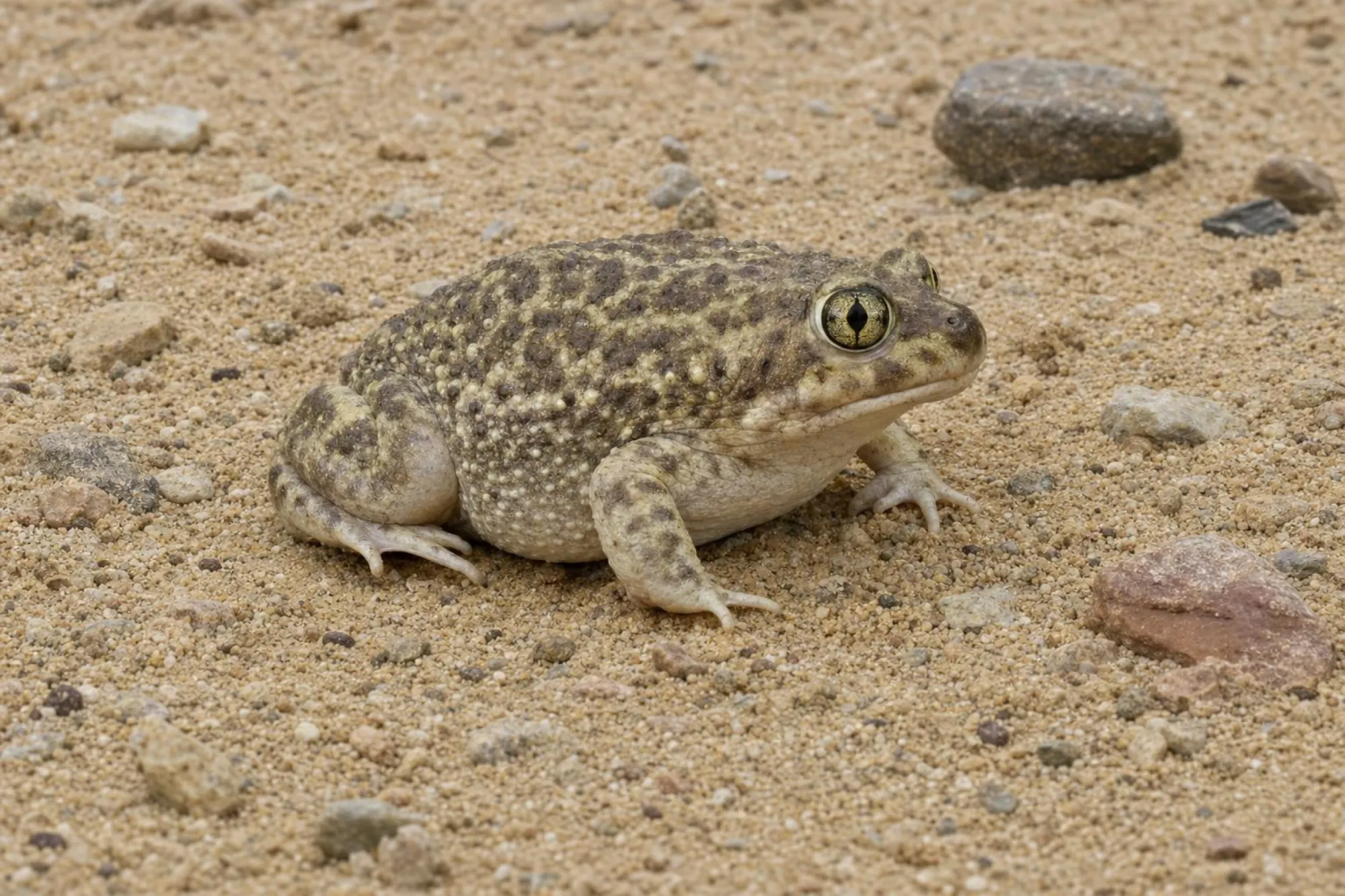 Südlicher Schaufelfuß, Scaphiopus couchii