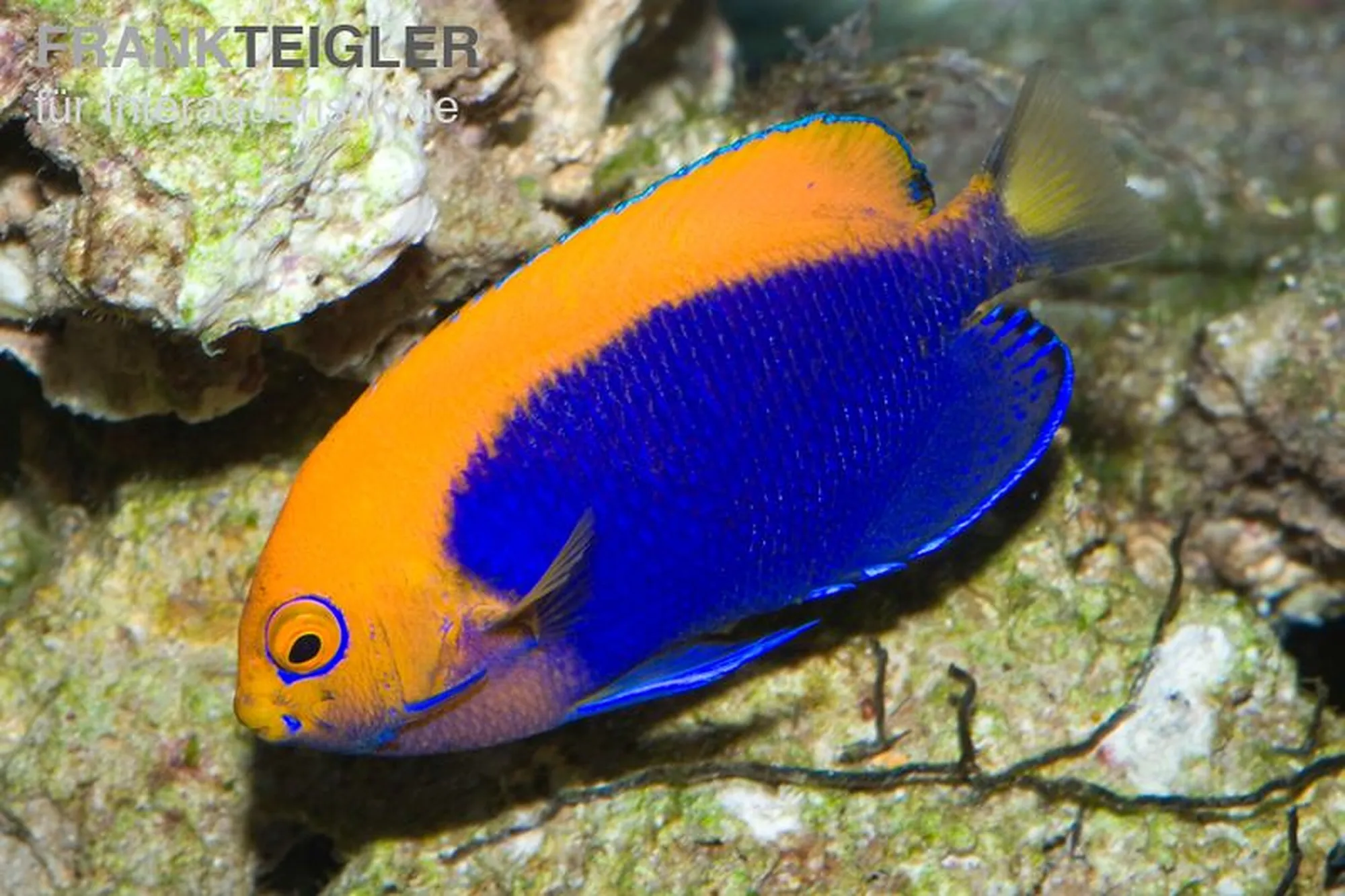 Orangerücken-Zwergkaiserfisch, Centropyge acanthops, ca. 3,0-4,0 cm