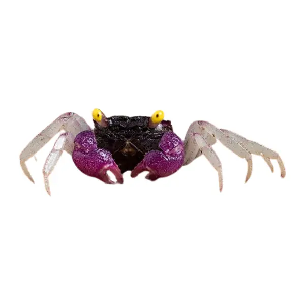 Geosesarma (Vampirkrabben)