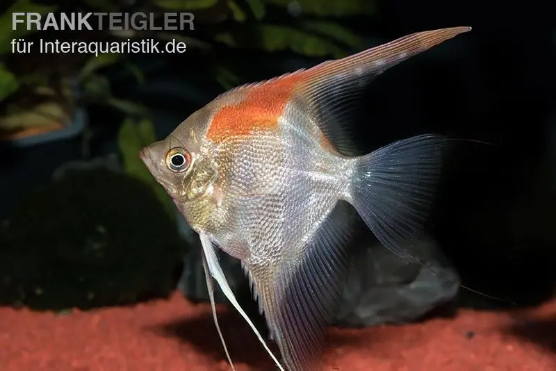 Skalar „Manacapuru Rotrücken“, Pterophyllum scalare, ca. 5,0-6,0 cm