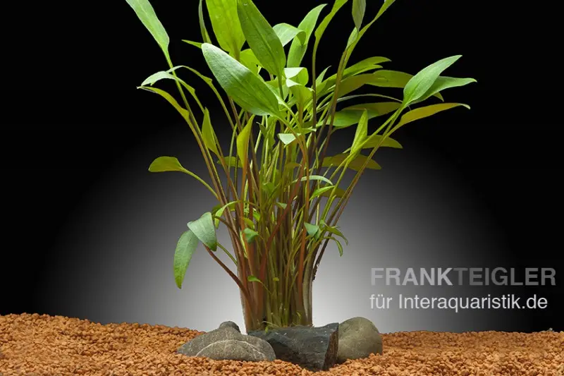 Zierlicher Wasserkelch, Cryptocoryne lucens, im Topf