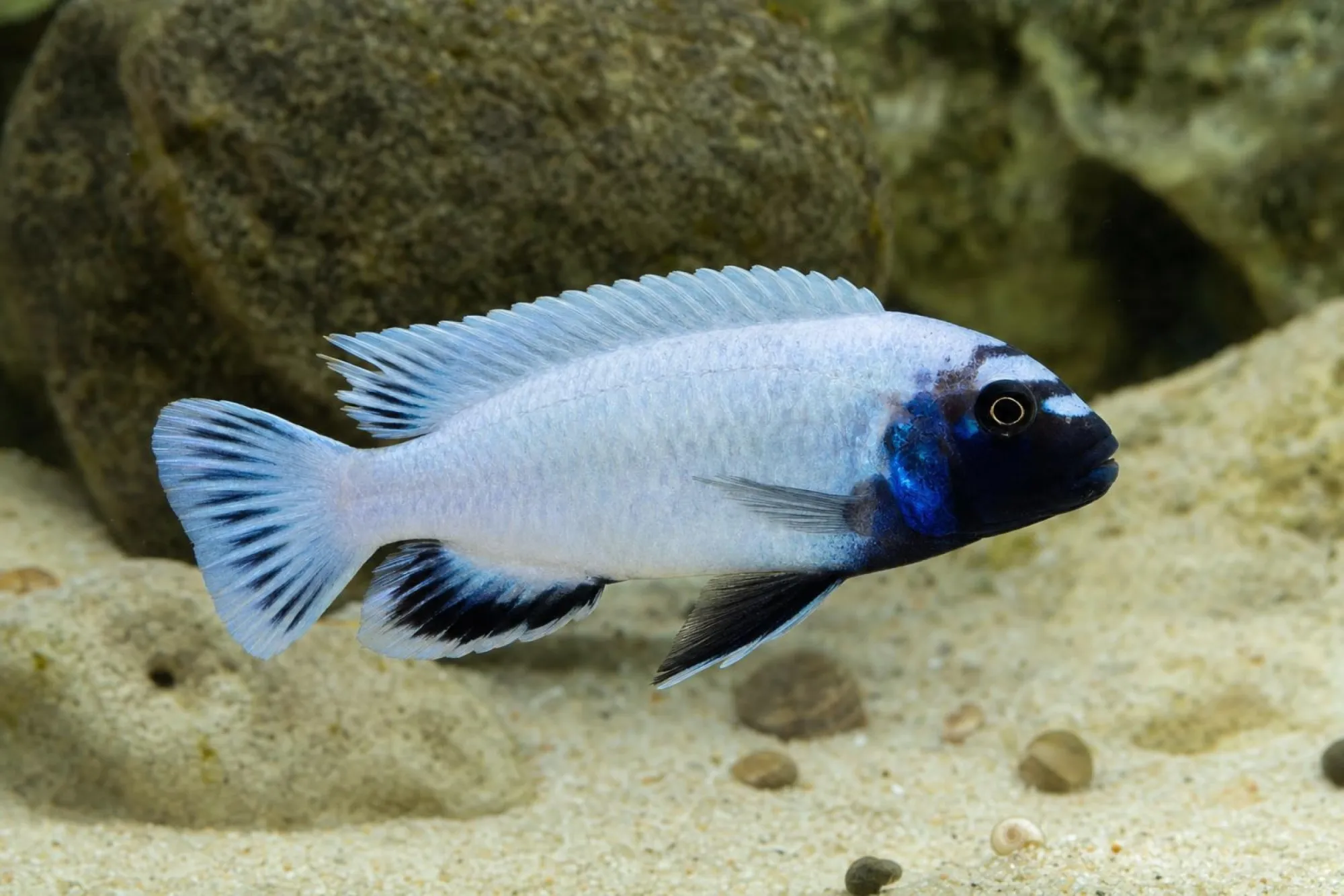 Polit-Buntbarsch, Pseudotropheus sp., ca. 4,0-5,0 cm