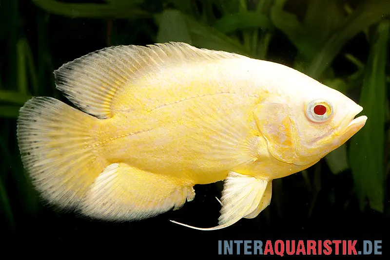 Gelber Pfauenaugenbuntbarsch, Astronotus ocellatus, ca. 7,0-8,0 cm
