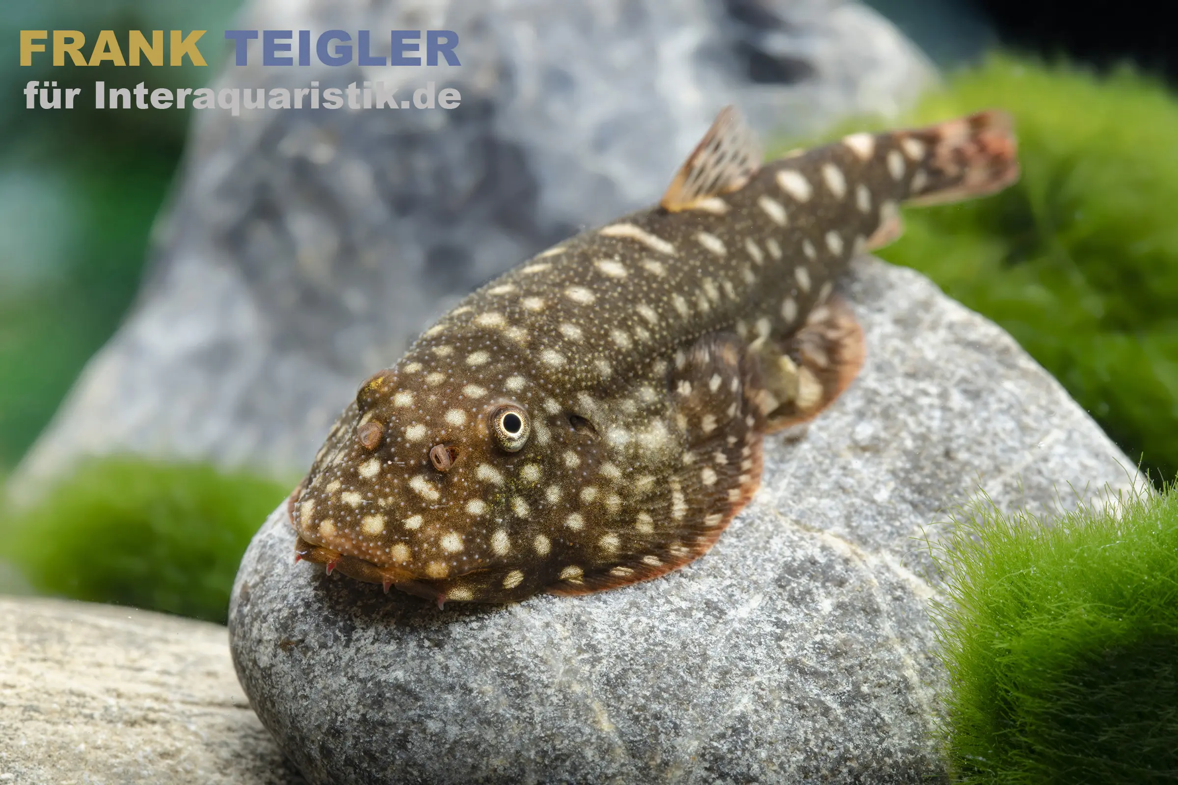 Flossensauger „Pink Polkadot“, Gastromyzon sp.
