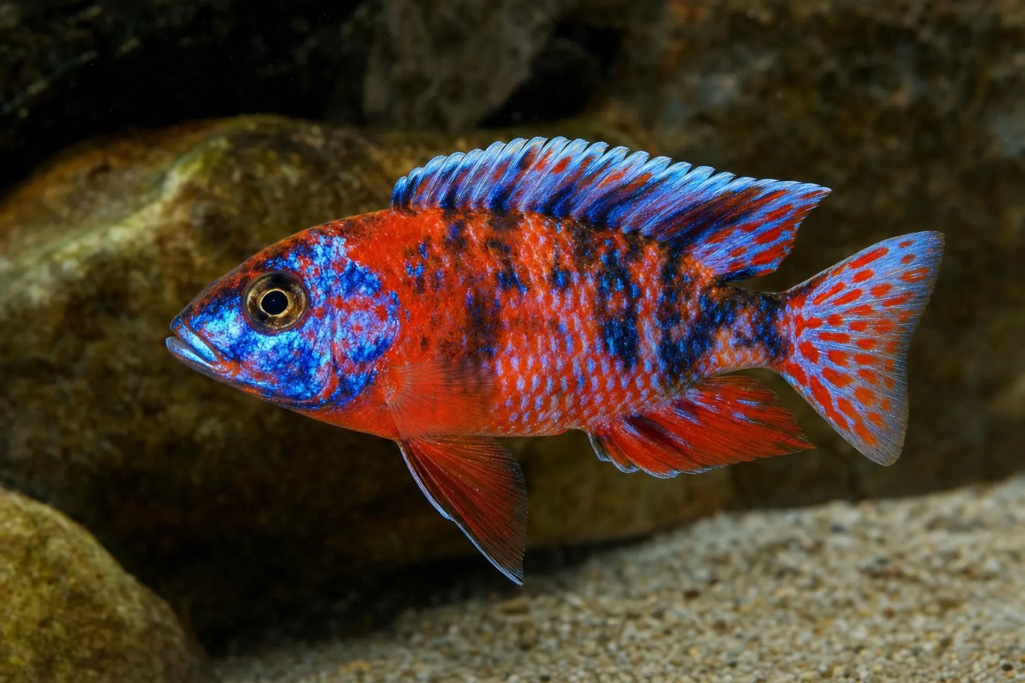 Kaiserbuntbarsch „Calico Red Neon“, Aulonocara sp., ca. 5,0-6,0 cm