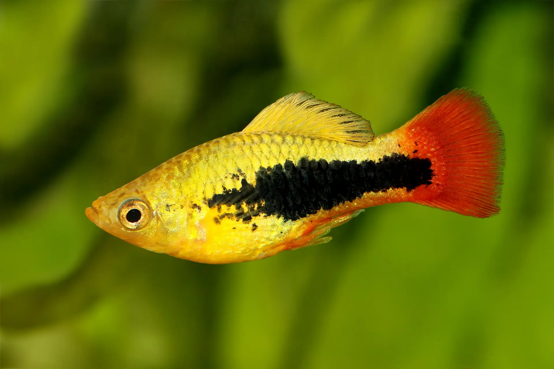 Papageien-Hawaiiplaty, Xiphophorus variatus