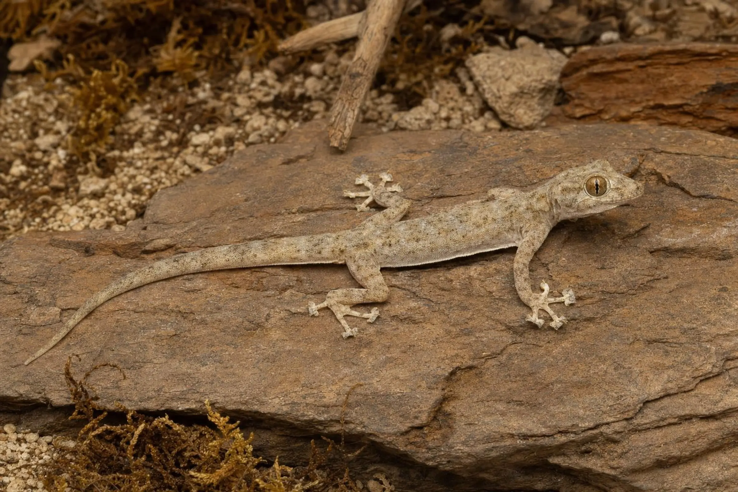 Hasselquists Fächerfingergecko, Ptyodactylus hasselquistii
