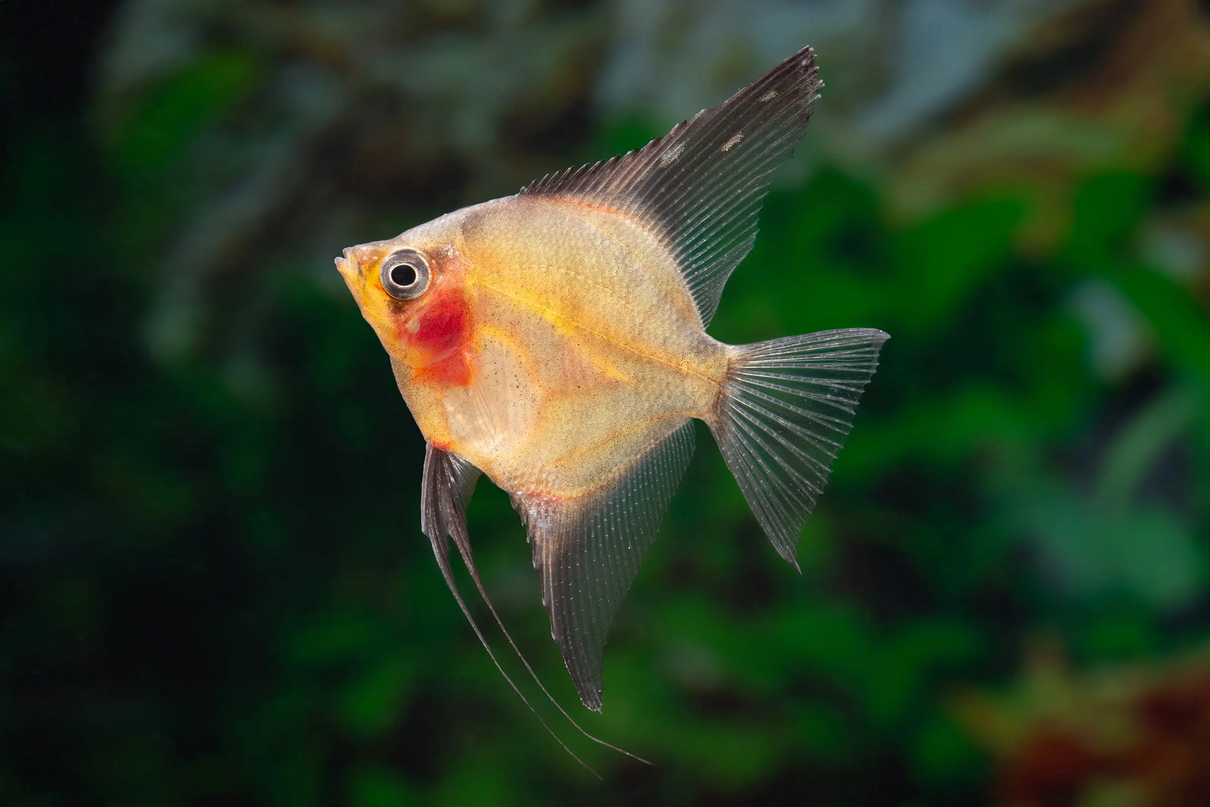 Paraiba Red Skalar (Pterophyllum scalare Paraiba red) mit intensivem Kupferschimmer und eleganter Silhouette, ruhige Bewegungen und warme Farbakzente im Aquarium (DNZ)