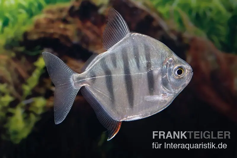 Gestreifter Scheibensalmler, Metynnis fasciatus