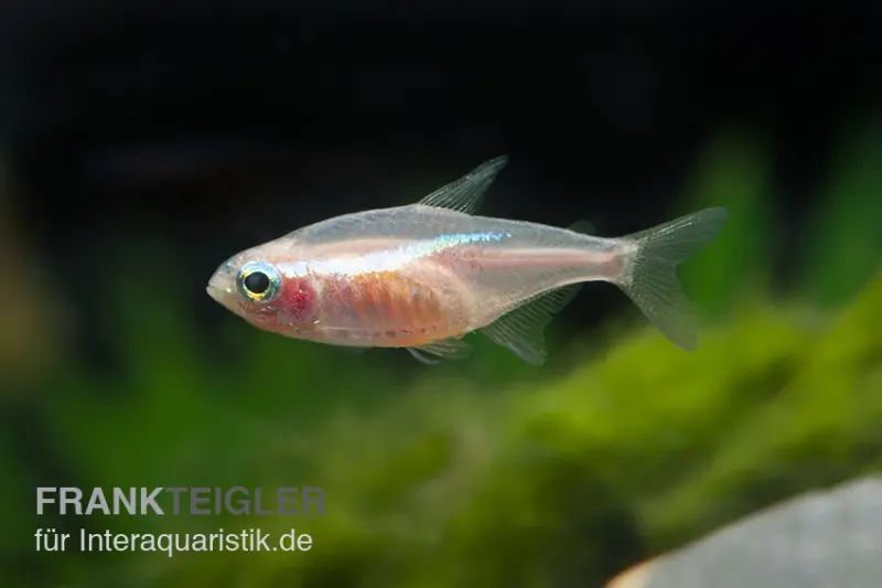 Neonsalmler "Gold", Paracheirodon innesi