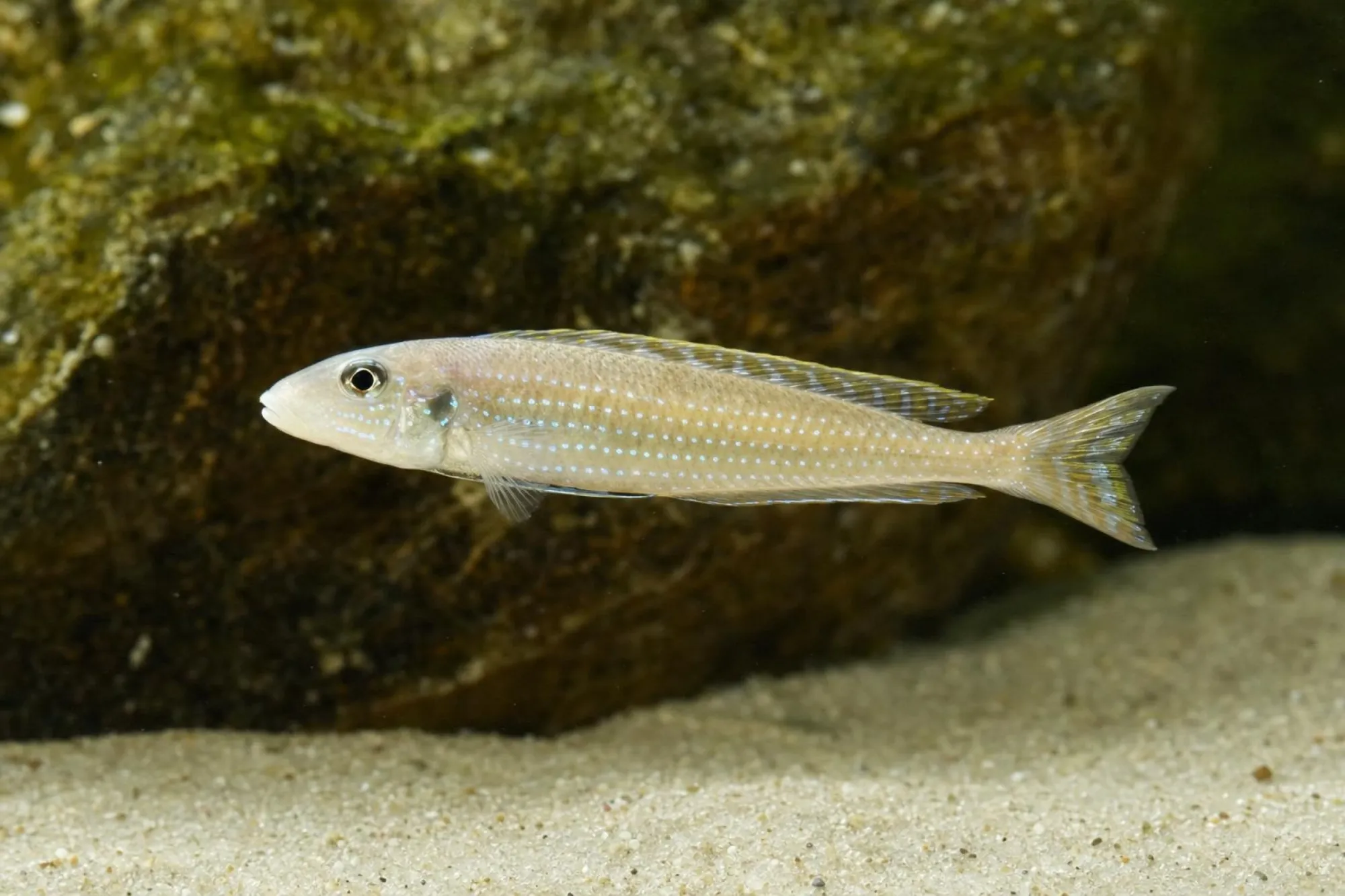 Tanganjika-Traumcichlide „Kigoma“, Enantiopus melanogenys